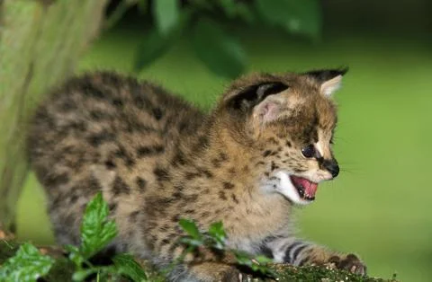 SERVAL leptailurus serval Stock Photos