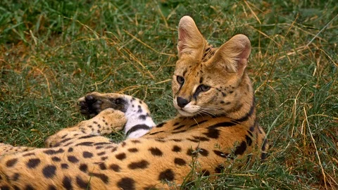 Serval (Leptailurus serval) resting in grass Stock Footage 101408722