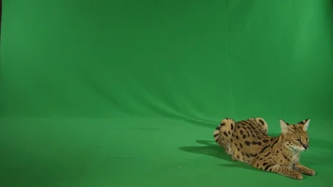 Serval lounging on greenscreen Stock Footage 111296823