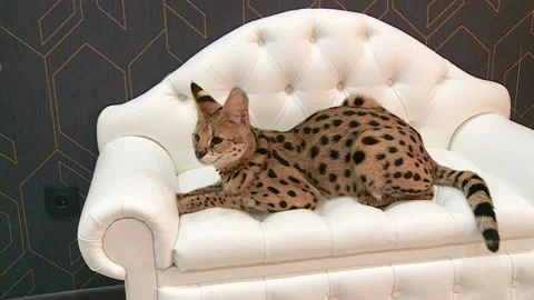 Serval is lying on the couch Stockbeeldmateriaal 121054469