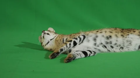 Serval lying on a greenscreen 1 p1 Stock Footage 111296981