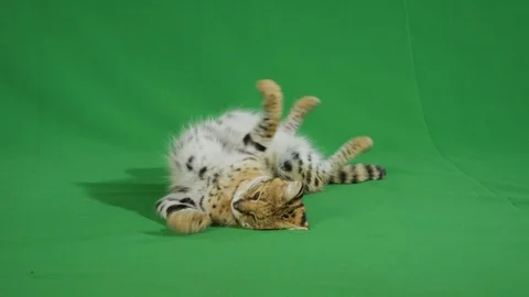 Serval lying on a greenscreen 1 p2 Stock Footage 111297113