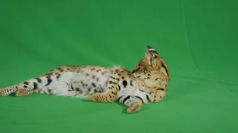 Serval lying on a greenscreen 1 p3 Stock Footage 111297321