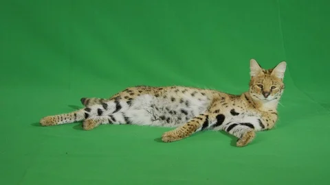 Serval lying on a greenscreen 1 p4 Stock Footage 111297333