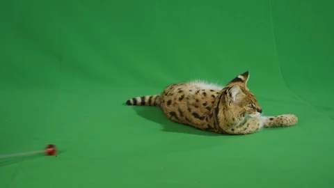 Serval lying on a greenscreen 1 p6 Stock Footage 111297452