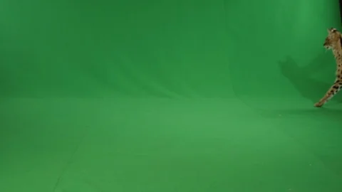 Serval lying on a greenscreen 2 p1 Stock Footage 111297725
