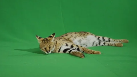 Serval lying on a greenscreen 2 p2 Stock Footage 111297895