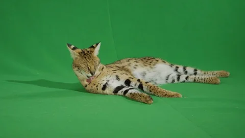 Serval lying on a greenscreen 2 p3 Stock Footage 111298207
