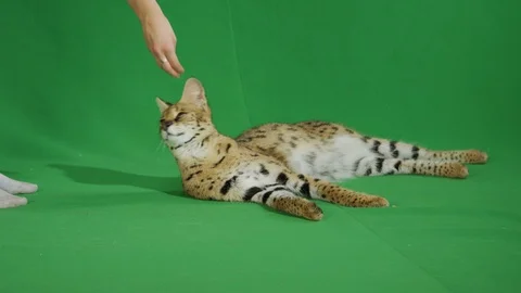 Serval lying on a greenscreen 2 p4 Stock Footage 111298107