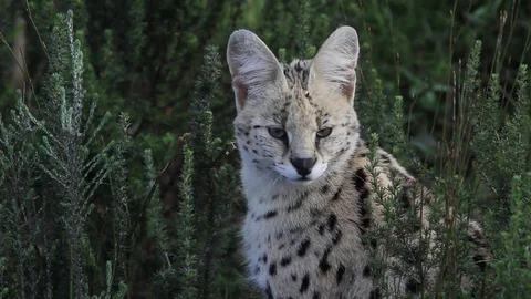 Serval moving its ears Video stock 74836721