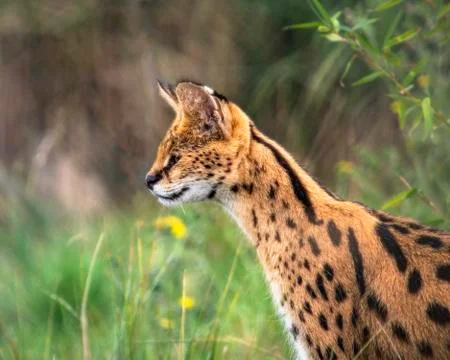 Serval Stock Photos