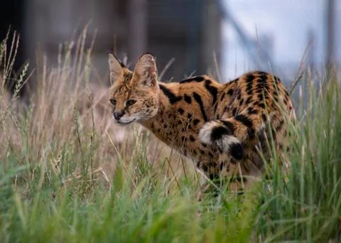 Serval Stock Photos