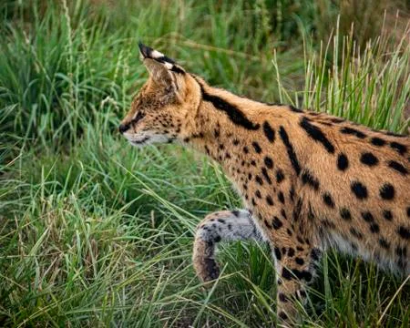 Serval Stock Photos