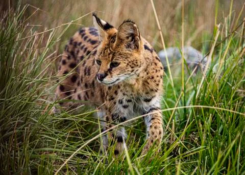 Serval Stock Photos