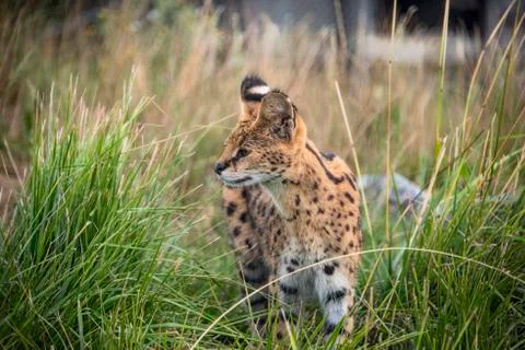 Serval Stock Photos