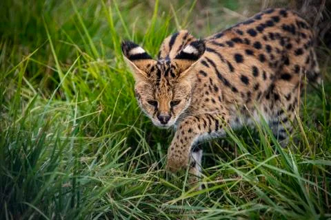 Serval Stock Photos