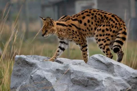 Serval Stock Photos