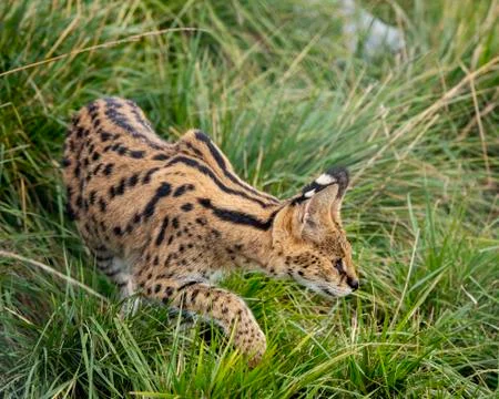 Serval Stock Photos