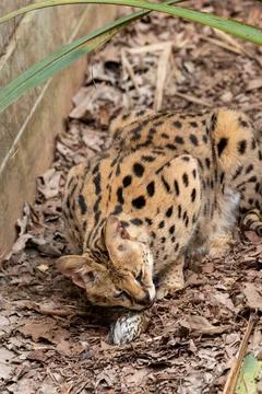 A serval Stockfoto's