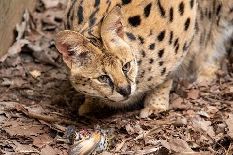 A serval Stock Photos
