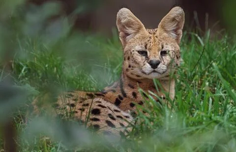 Serval Stock Photos