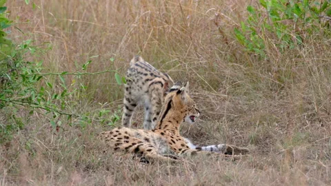 Serval with playful cub Stock Footage 157923086