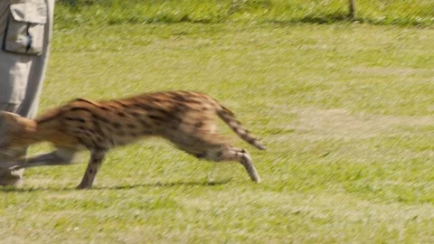 Serval plays with his caretaker 動画素材 92863821