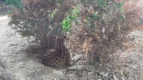 Serval Resting Behind Shrubs at Beijing Zoo Stock Footage 318694878
