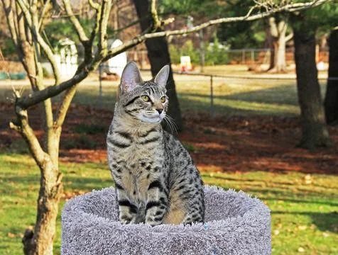 Serval Savannah Kitten Stock Photos