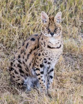 Serval sitting in the Grass Stock Photos