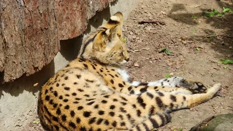 Serval, a small predator from the cat family, rests, basks in the sun Stock Footage 223918863