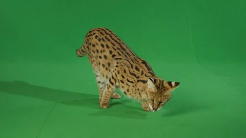 Serval standing on a greenscreen in slow motion Stock Footage 111298440