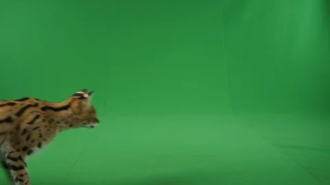Serval walking across green screen in slow motion 1 Stock Footage 111298245