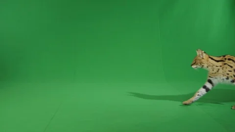 Serval walking across green screen in slow motion 3 Stock Footage 111298378