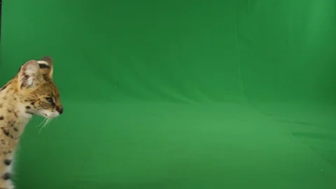Serval walking across greenscreen in slow motion 6 Stock Footage 111298802