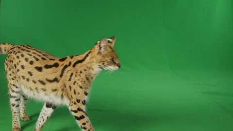 Serval walking and lying on greenscreen in slow motion p1 Stock Footage 111298852