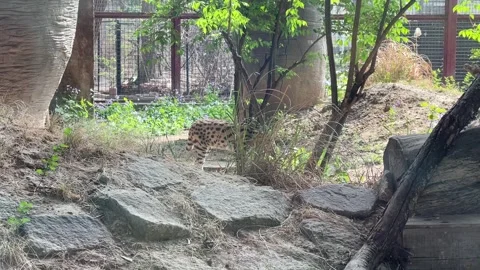 Serval Walking and Sniffing Among Shrubs at Beijing Zoo Stock Footage 318694902