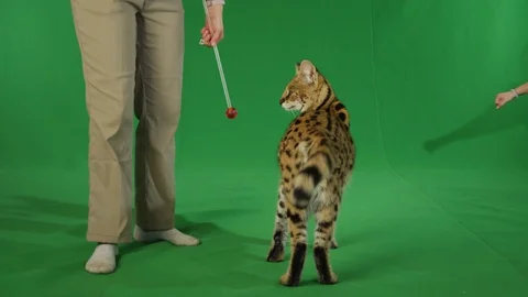 Serval walking around green screen in slow motion Stock Footage 111300428