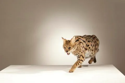 Serval on White Background Stock Photos