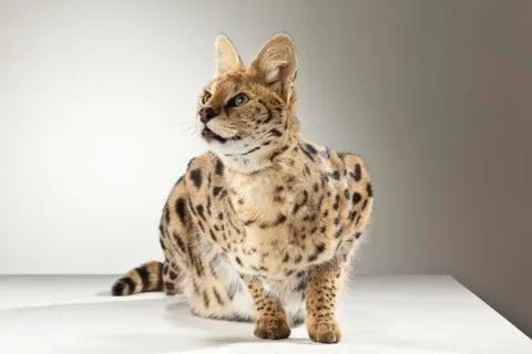 Serval on White Background Stock Photos