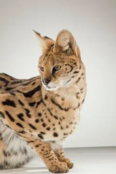 Serval on White Background Stock Photos