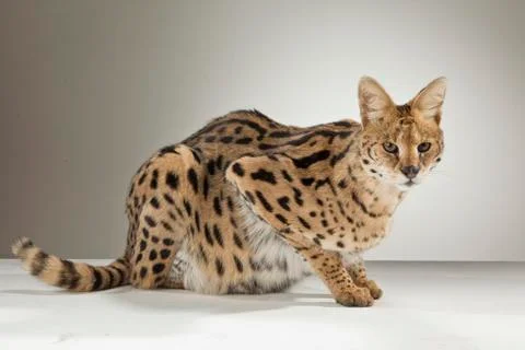 Serval on White Background Stock Photos
