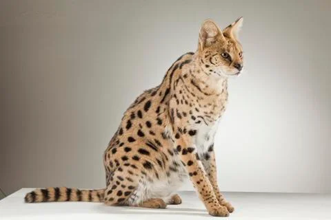 Serval on White Background Stock Photos