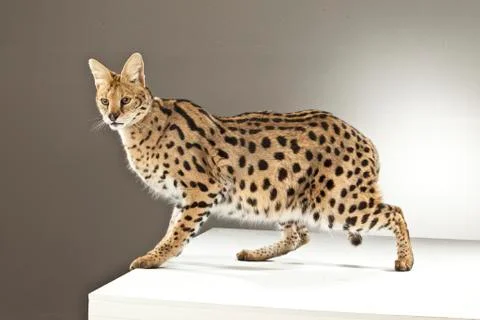 Serval on White Background Stock Photos