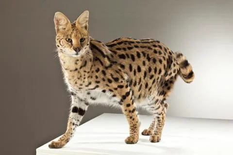 Serval on White Background Stock Photos