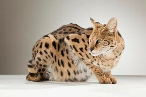 Serval on White Background Stock Photos