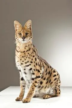 Serval on White Background Stock Photos