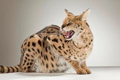 Serval on White Background Stock Photos