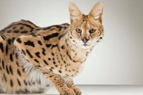 Serval on White Background Stock Photos
