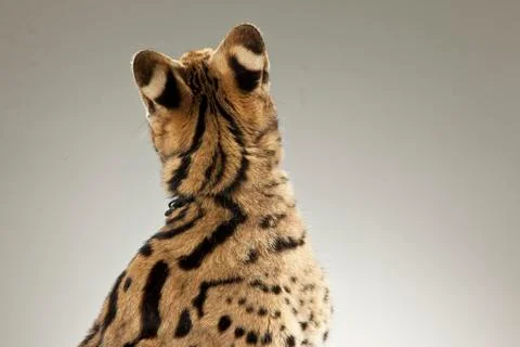 Serval on White Background Stock Photos